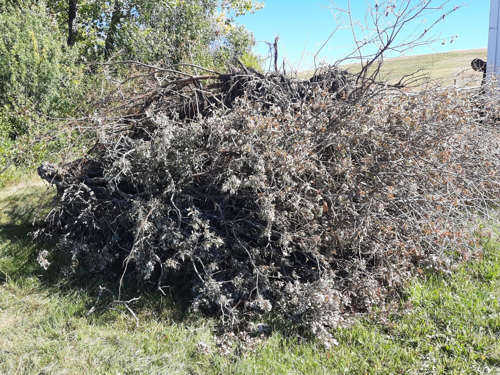 A large pile of branches and brush gathered for removal during a rural property clear-out in the High River area.
